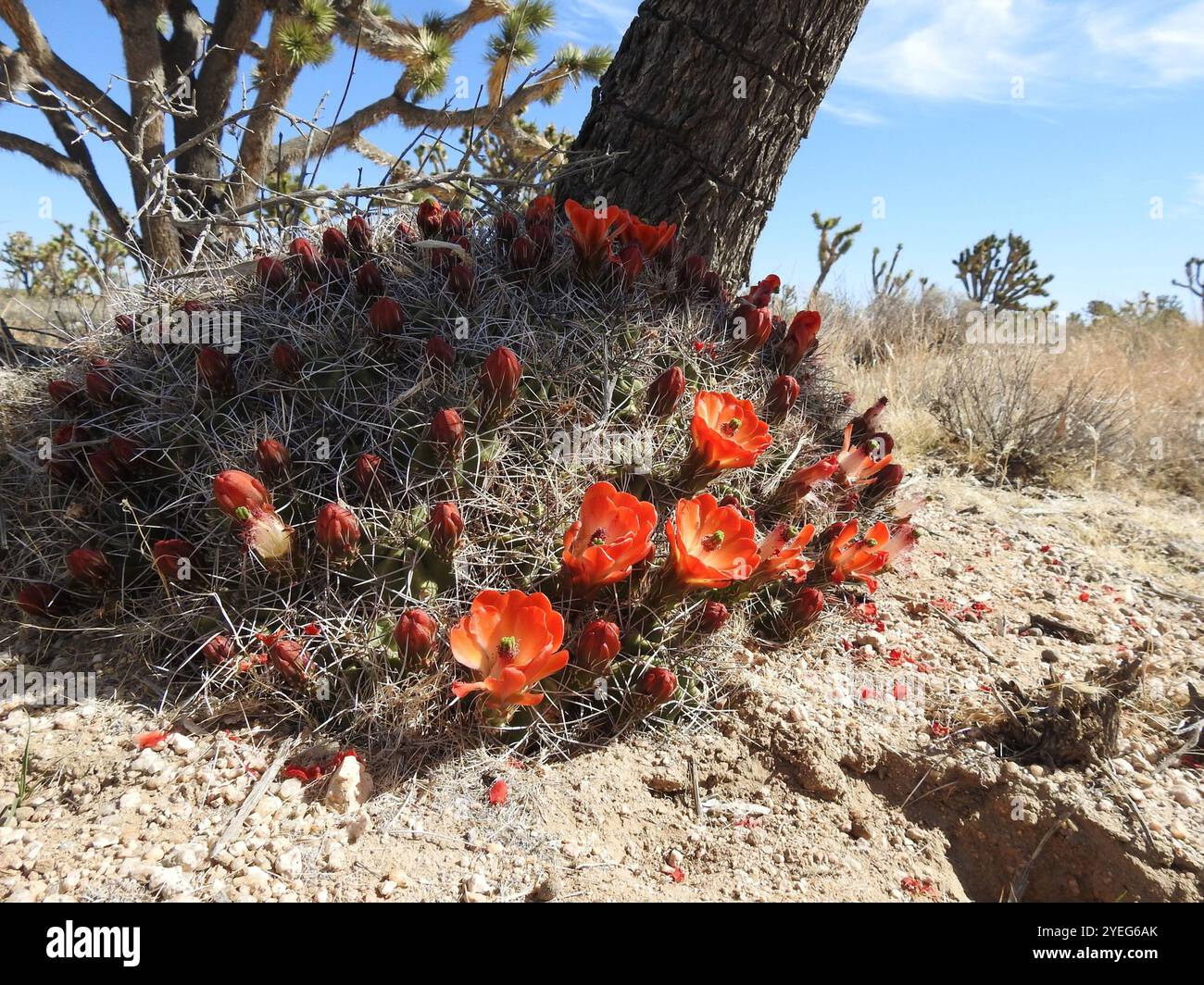 Mojavensis echinocereus hi-res stock photography and images - Alamy