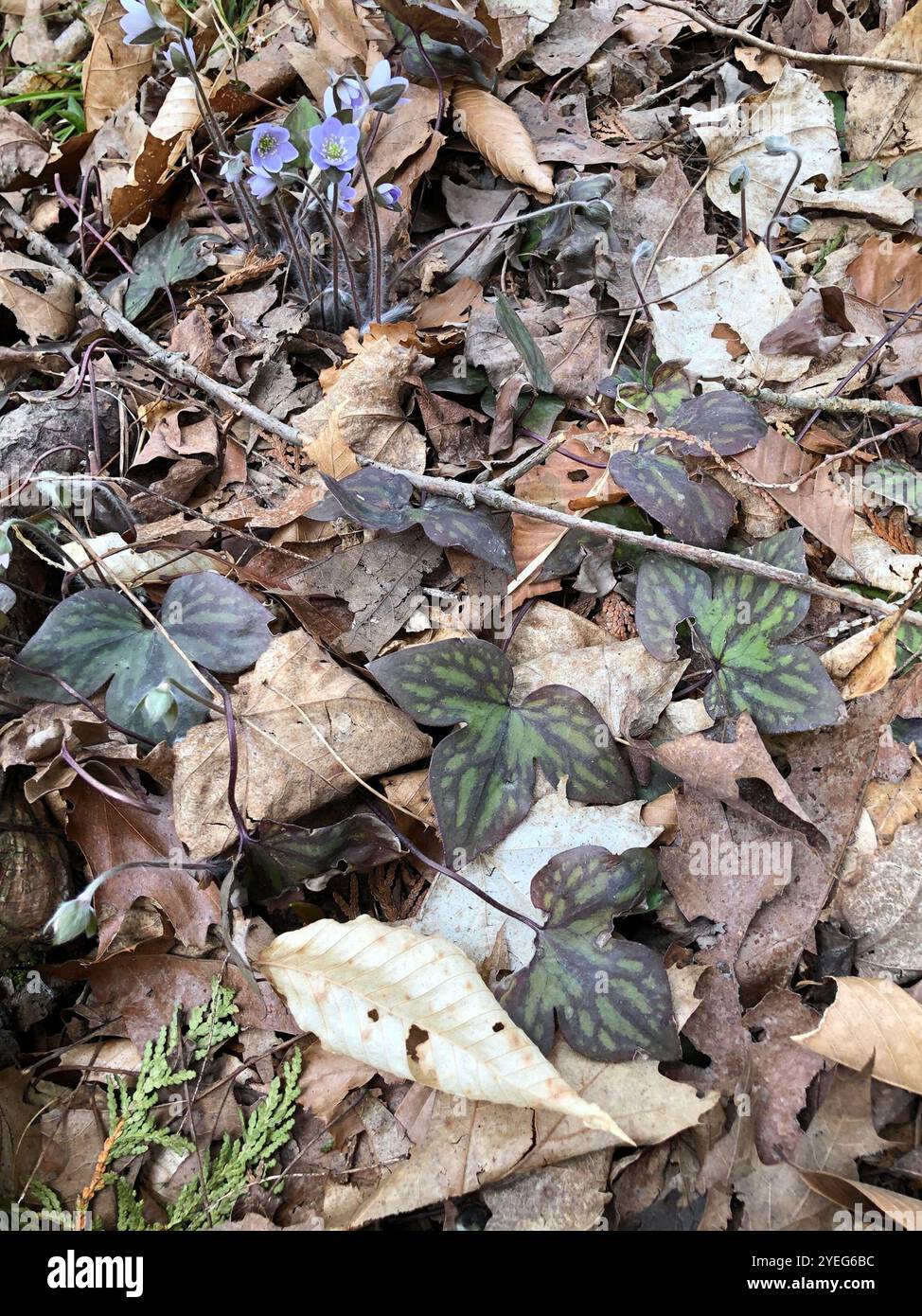 sharp-lobed hepatica (Hepatica acutiloba Stock Photo - Alamy