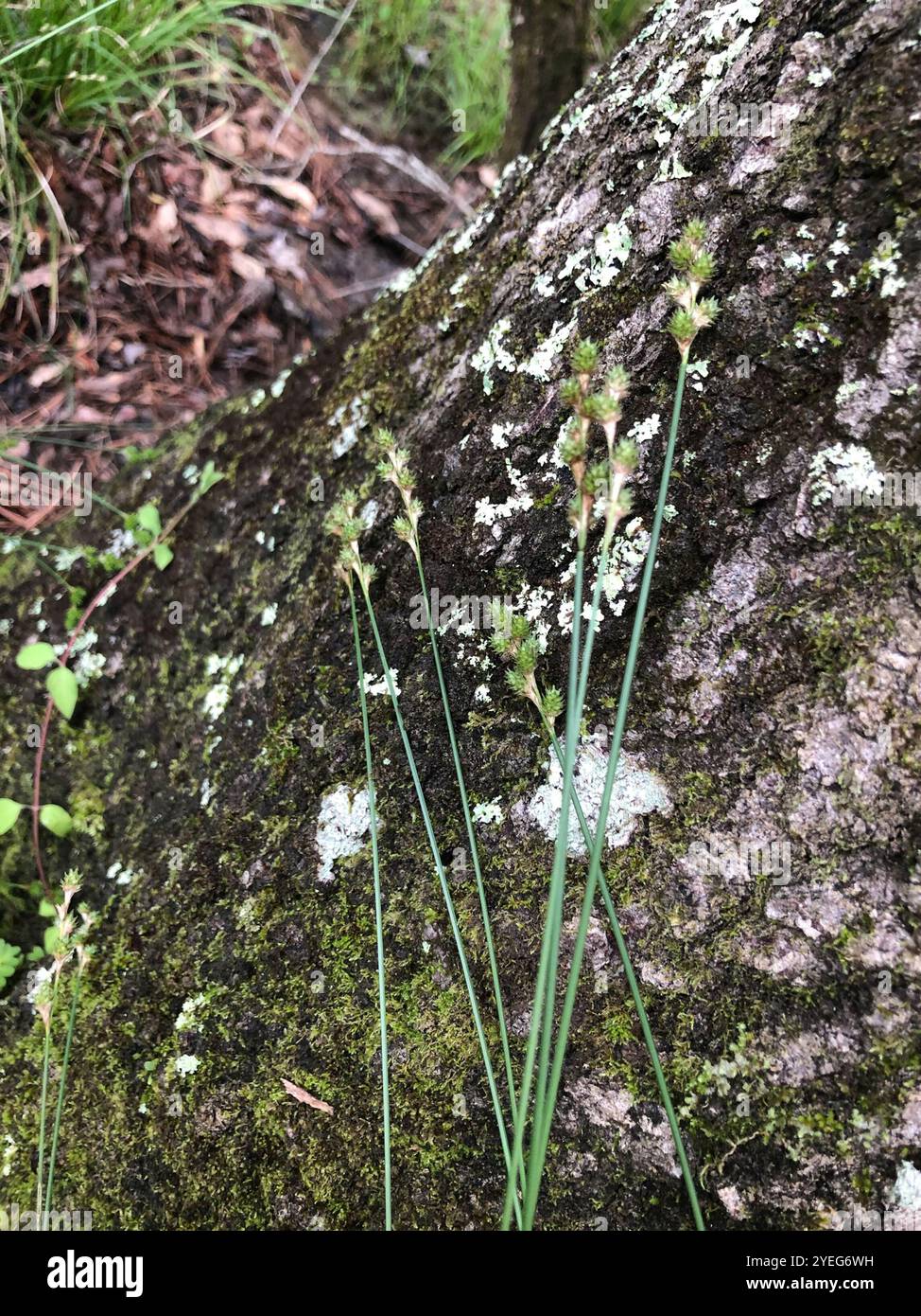 fescue sedge (Carex festucacea) Stock Photo