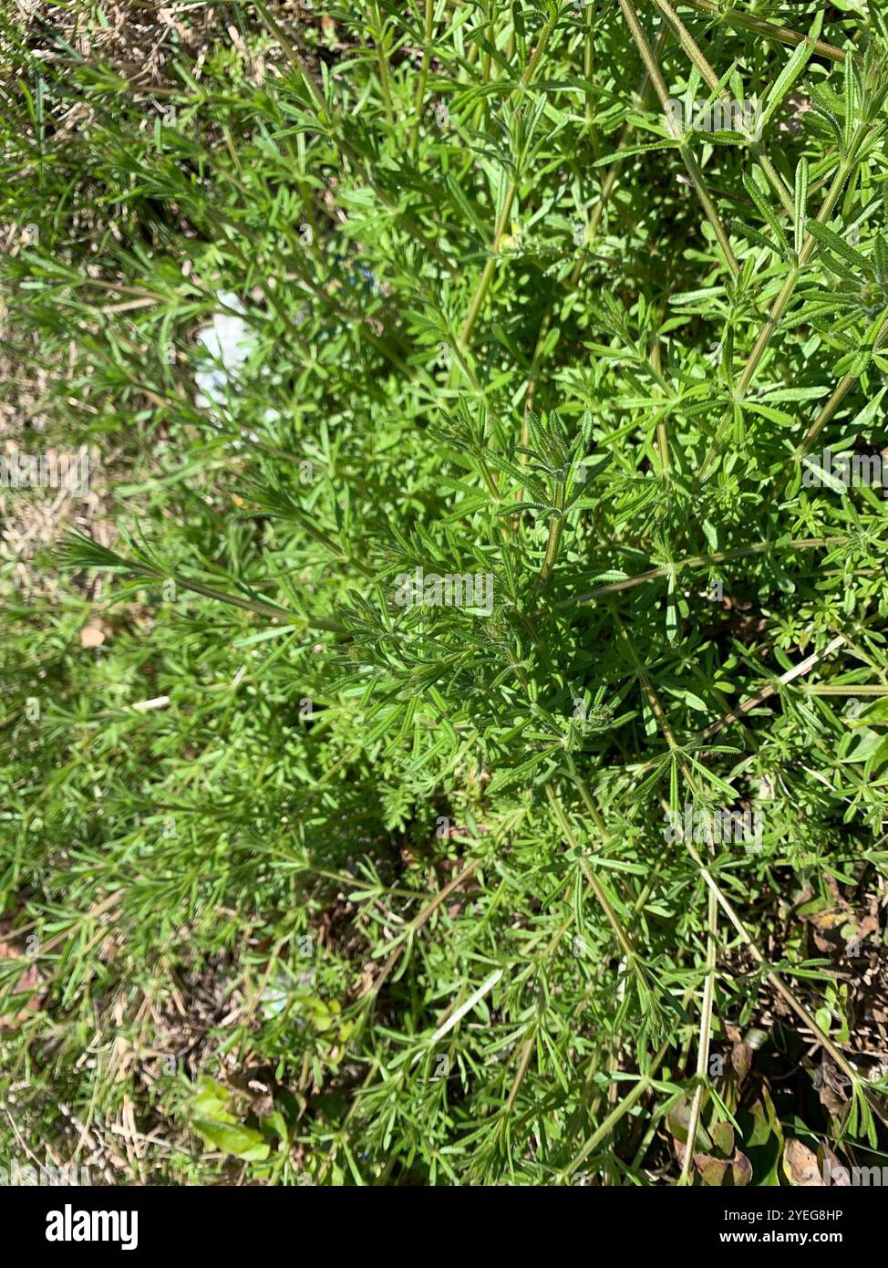 catchweed bedstraw (Galium aparine Stock Photo - Alamy