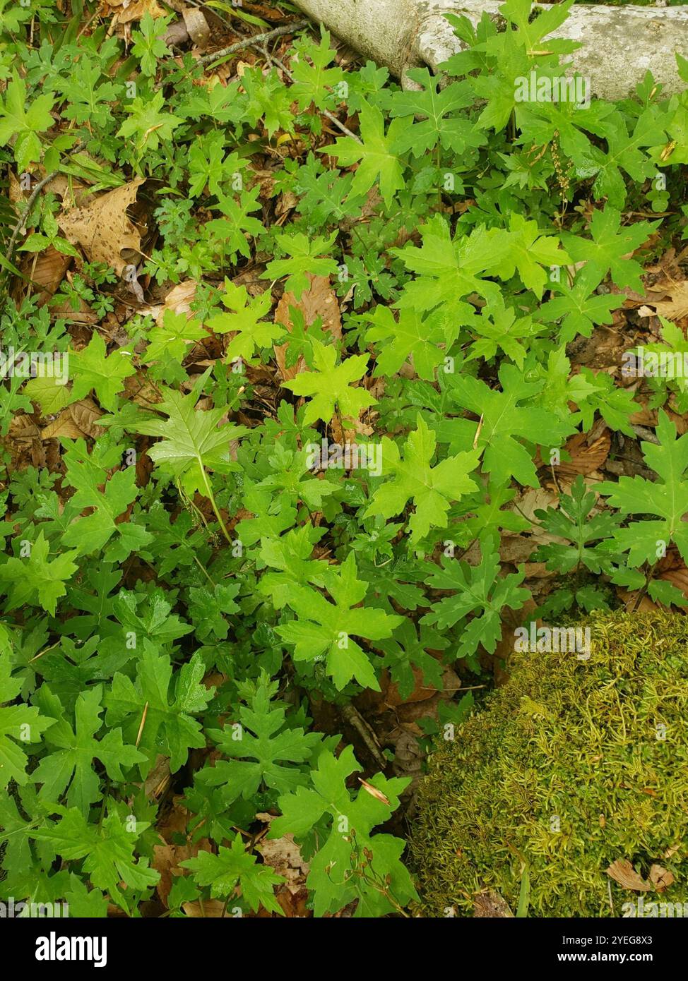 Broad-leaf Waterleaf (Hydrophyllum canadense Stock Photo - Alamy