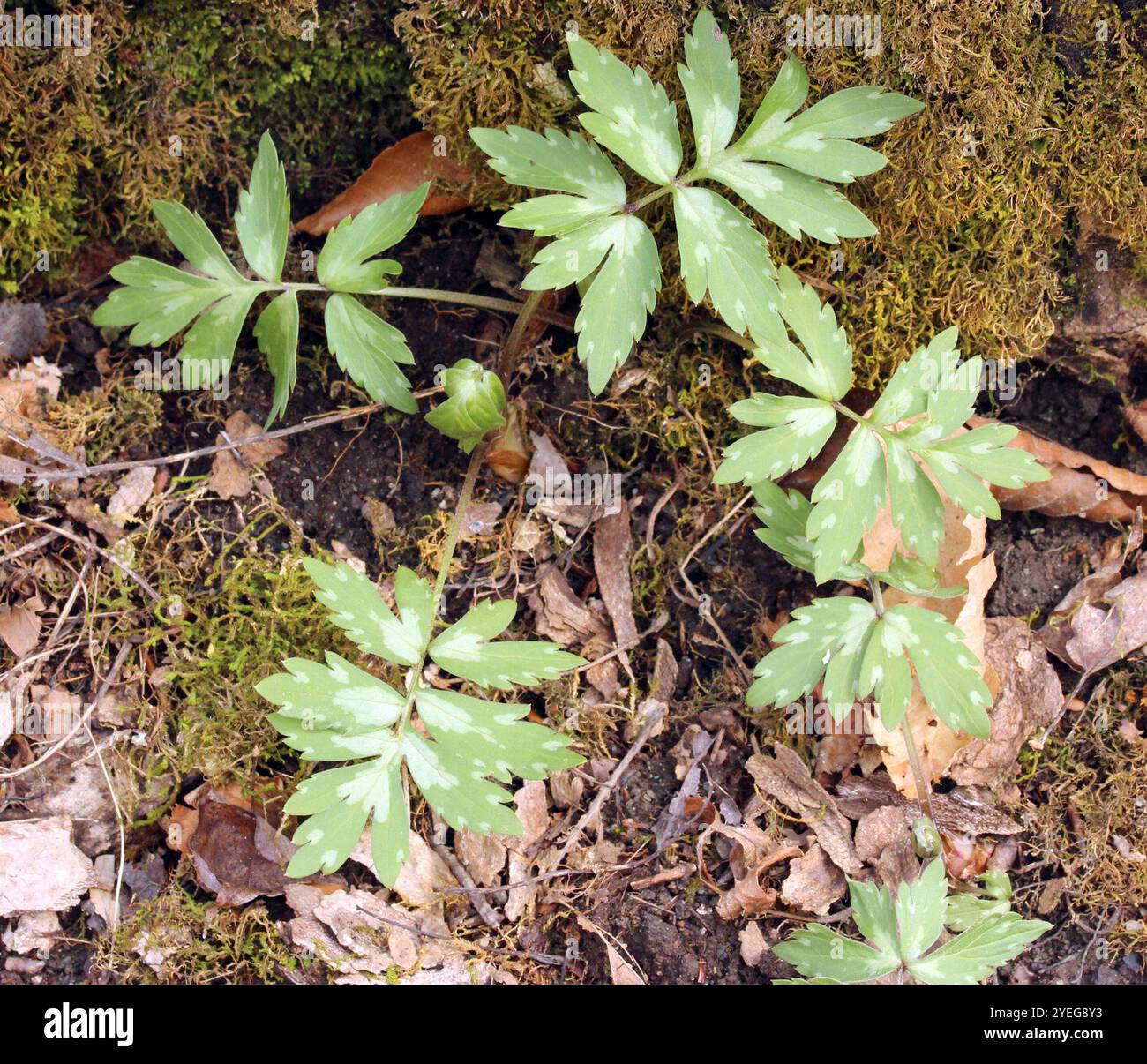 Waterleaf Stone Virginia waterleaf (Hydrophyllum virginianum Stock Photo - Alamy