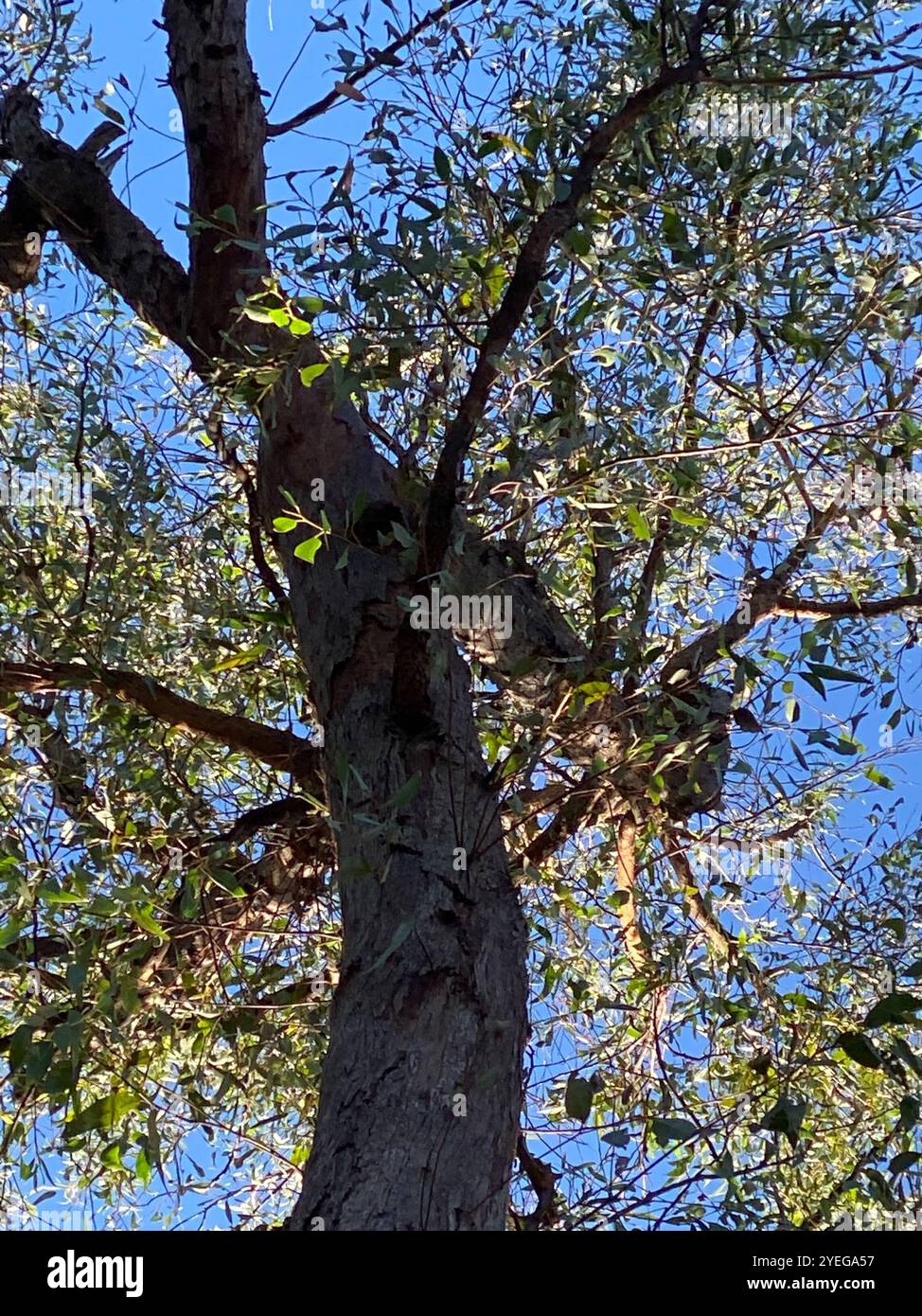 Eucalyptus planchoniana hi-res stock photography and images - Alamy