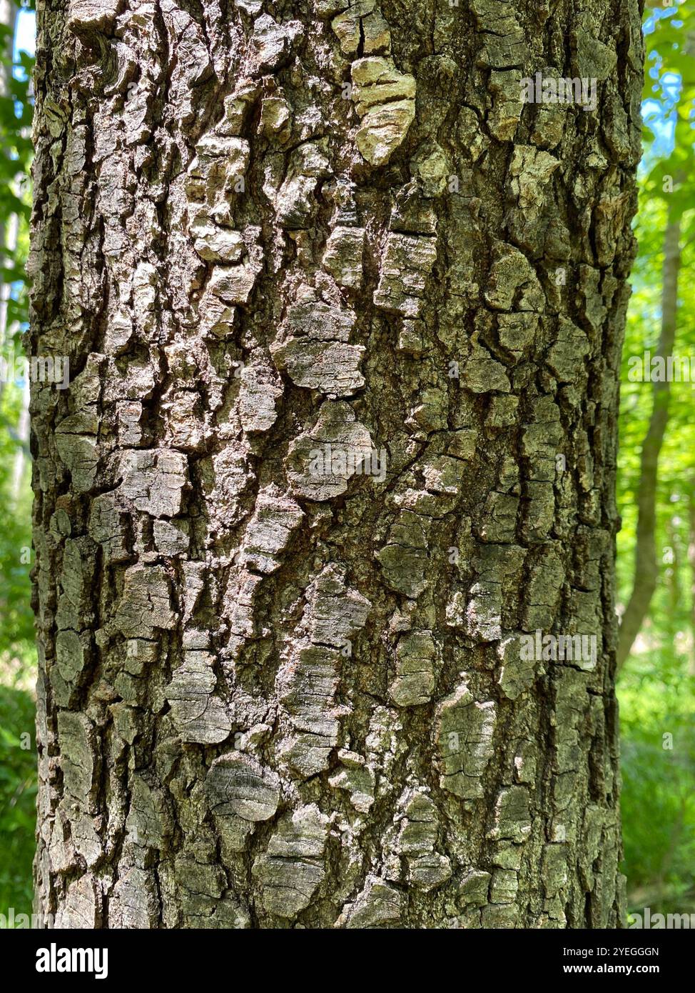 Chinese Sweetgum (Liquidambar formosana) Stock Photo