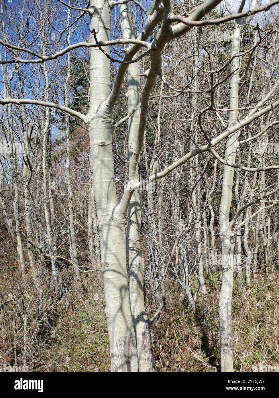 trembling aspen (Populus tremuloides Stock Photo - Alamy