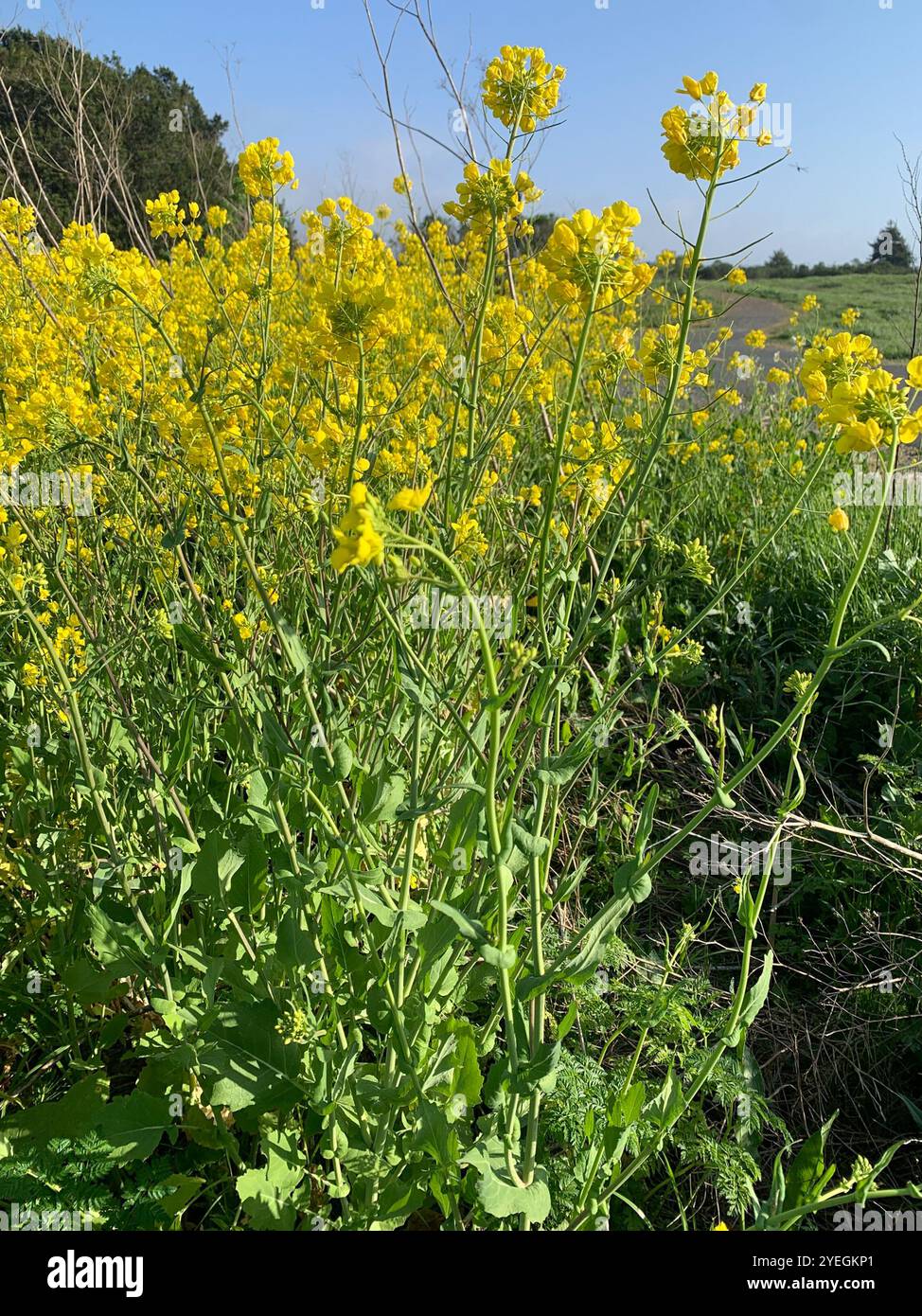 field mustard (Brassica rapa Stock Photo - Alamy