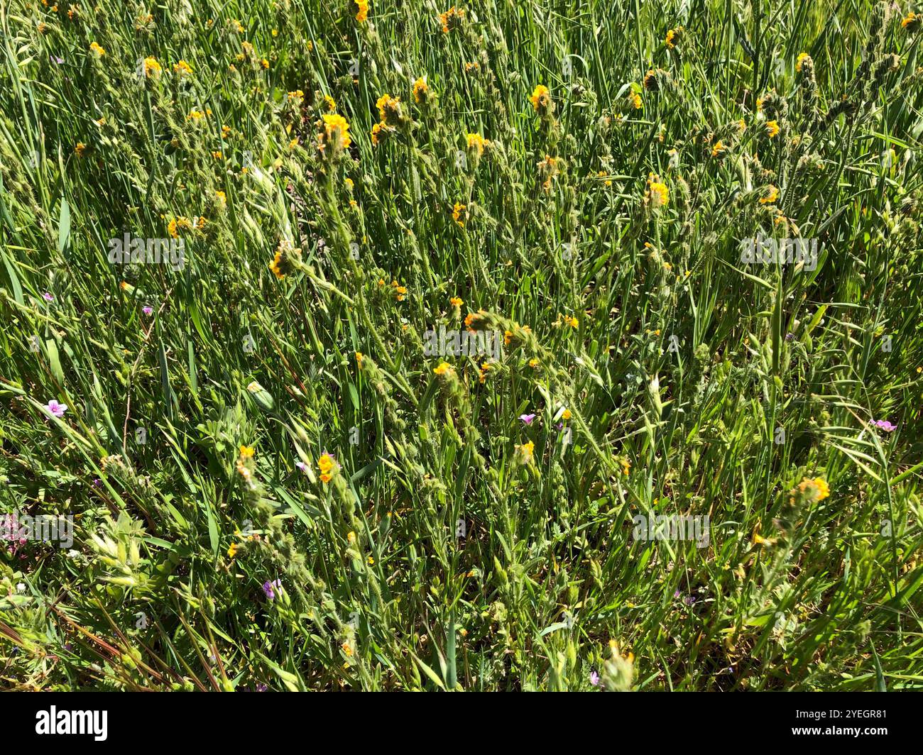 Common Fiddleneck (Amsinckia menziesii Stock Photo - Alamy