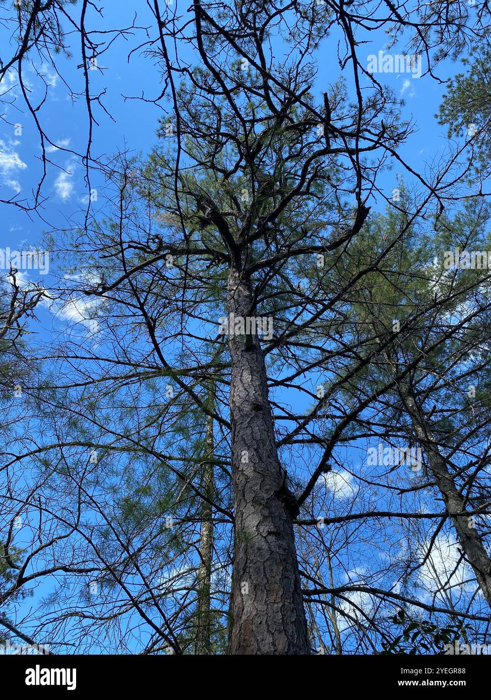 pitch pine (Pinus rigida Stock Photo - Alamy
