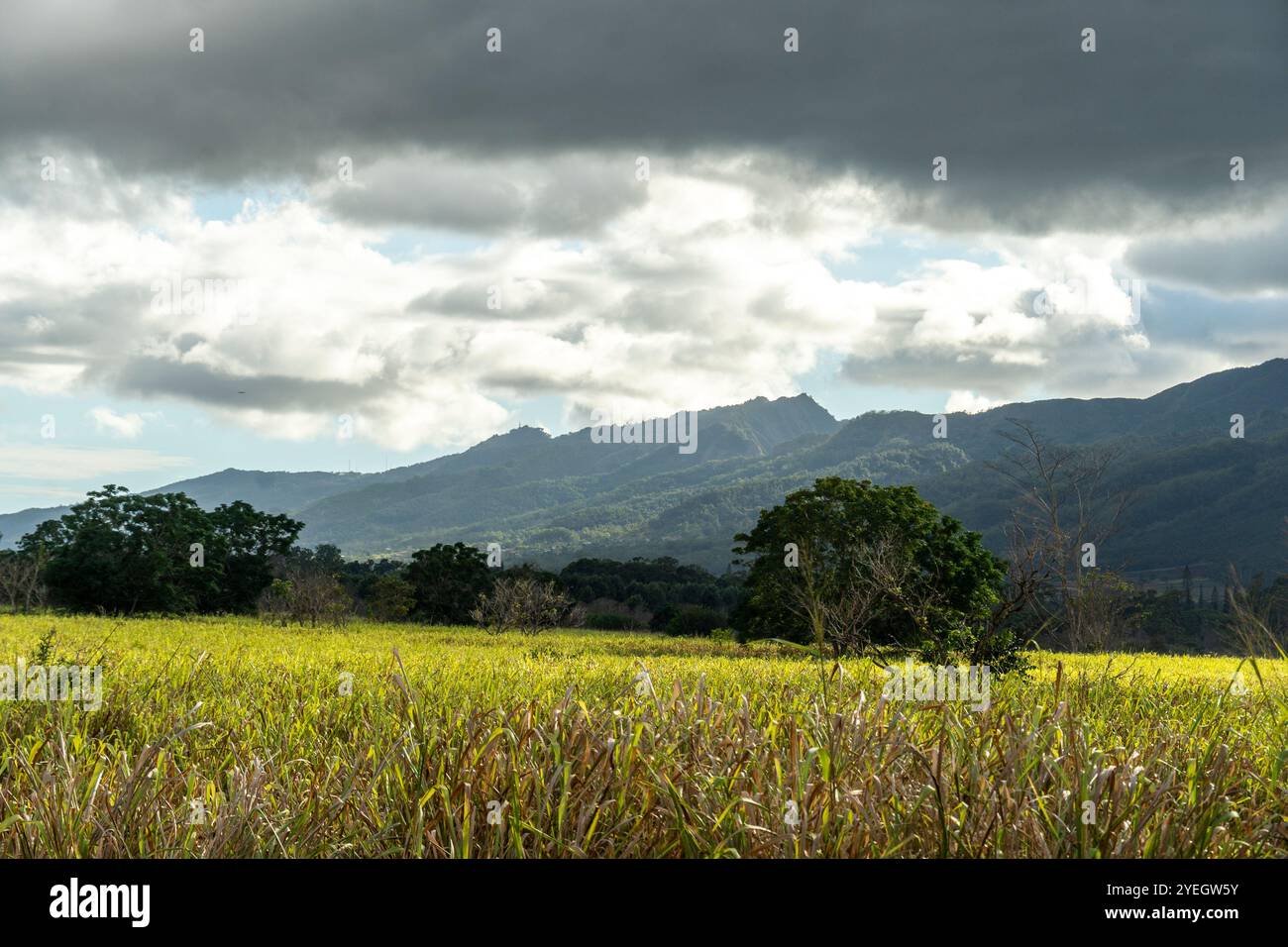 Hawaiian railway hi-res stock photography and images - Alamy