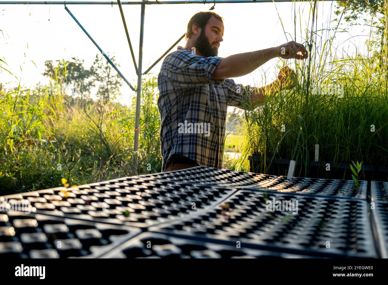 A scientist cultivating wildflowers and grasses for a restoration program on the Gulf Coast Prairie, Grand Coteau, Louisiana, USA Stock Photo