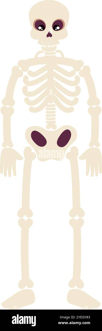 skeleton human bones Stock Vector Image & Art - Alamy