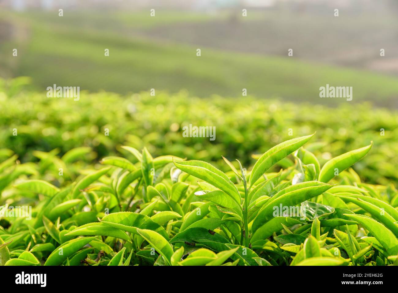 Inspiring Tea Leaf 2 Images