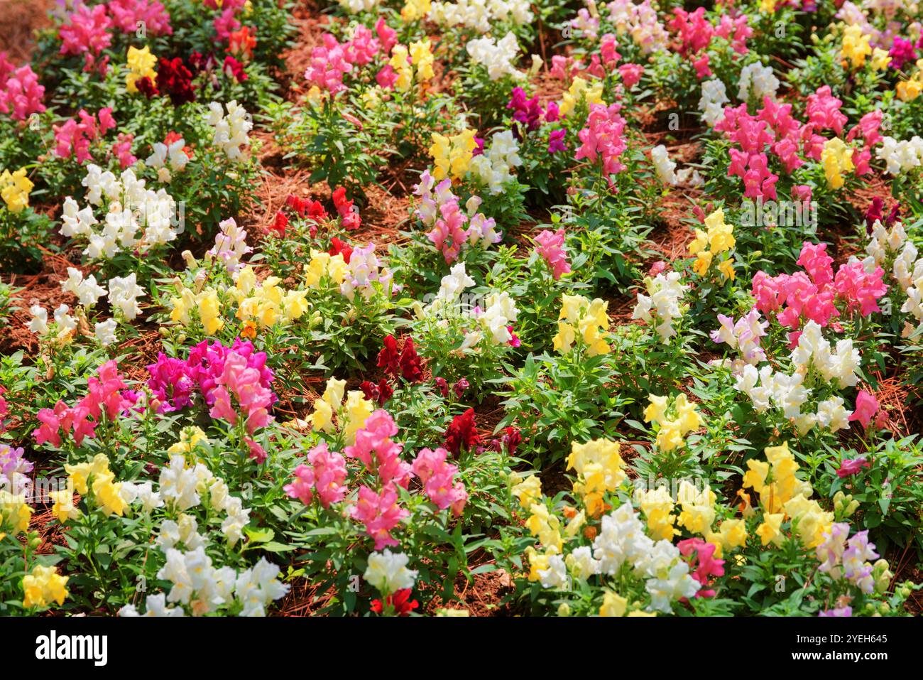 Summer garden colorful flowers hi-res stock photography and images - Alamy