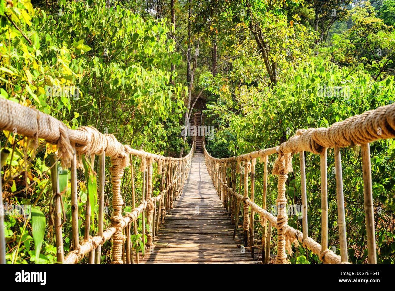 Jungle footbridge hi-res stock photography and images - Alamy
