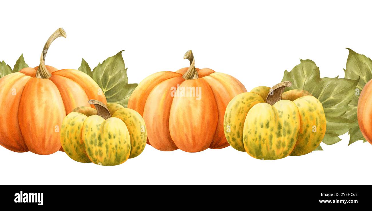 Ripe pumpkins in orange and yellow colors watercolor seamless border on ...