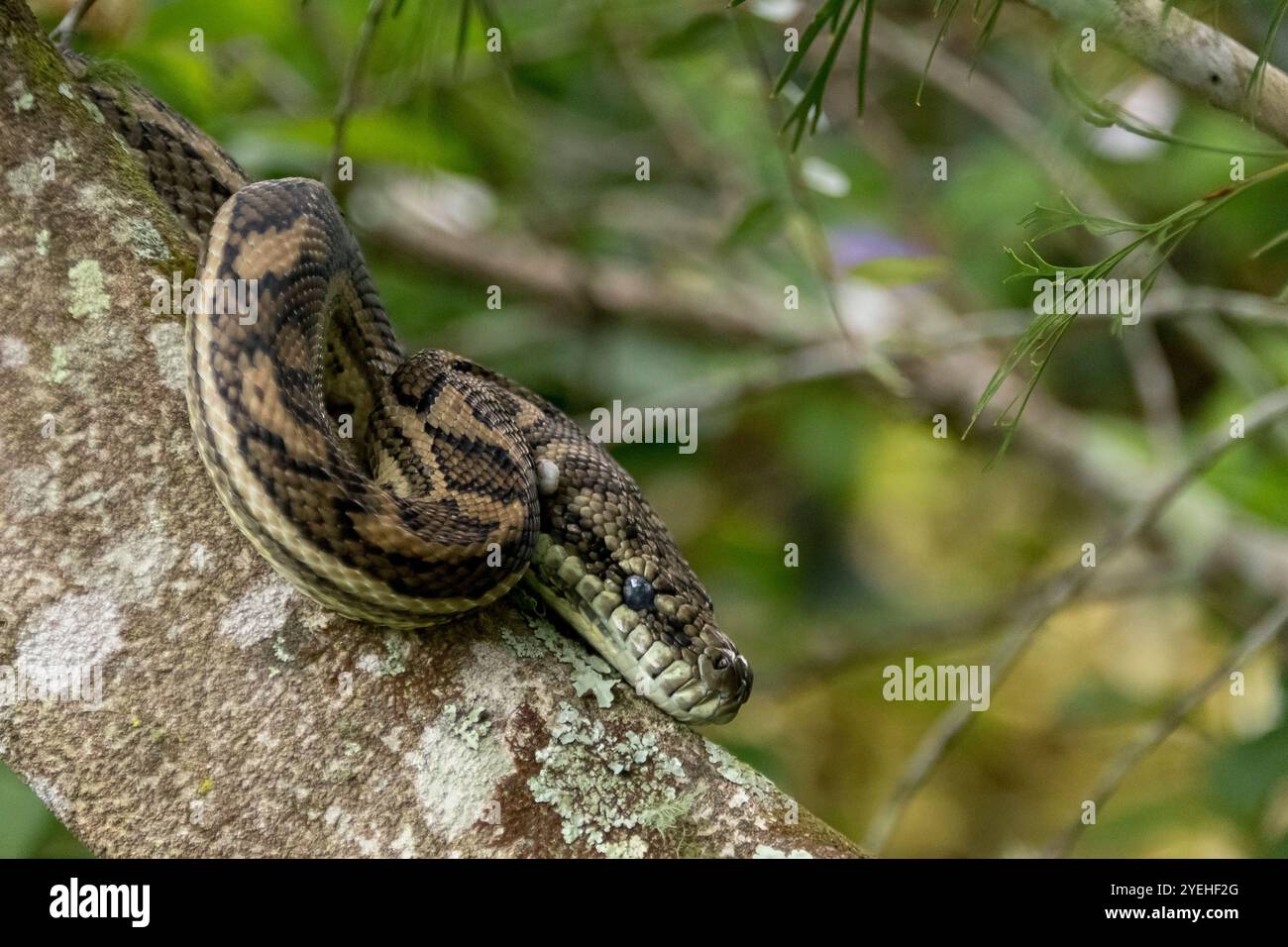 Australian Carpet Python snake, Morelia spilota, coiled around branch ...