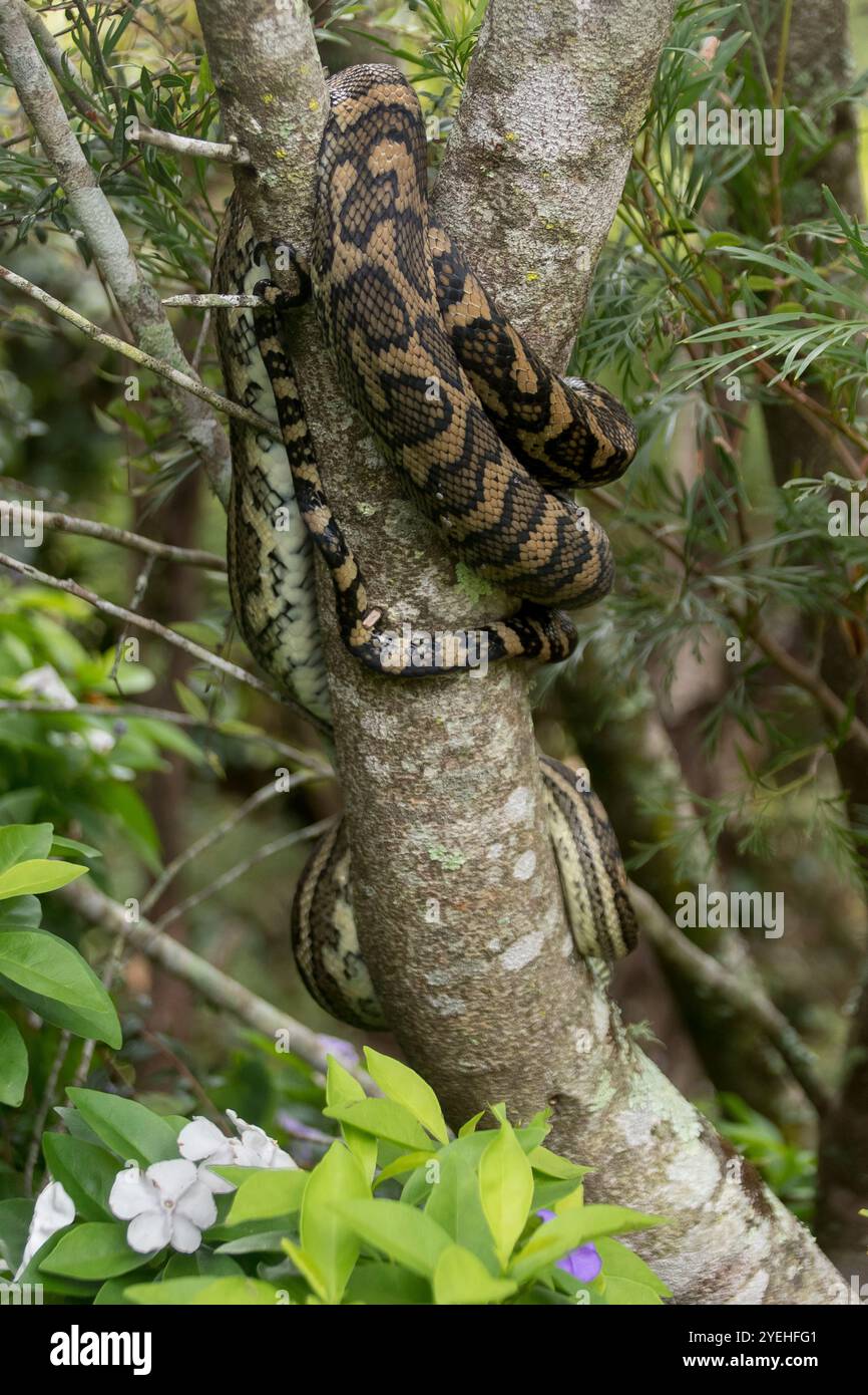 Australian Carpet Python snake, Morelia spilota, coiled around branch ...
