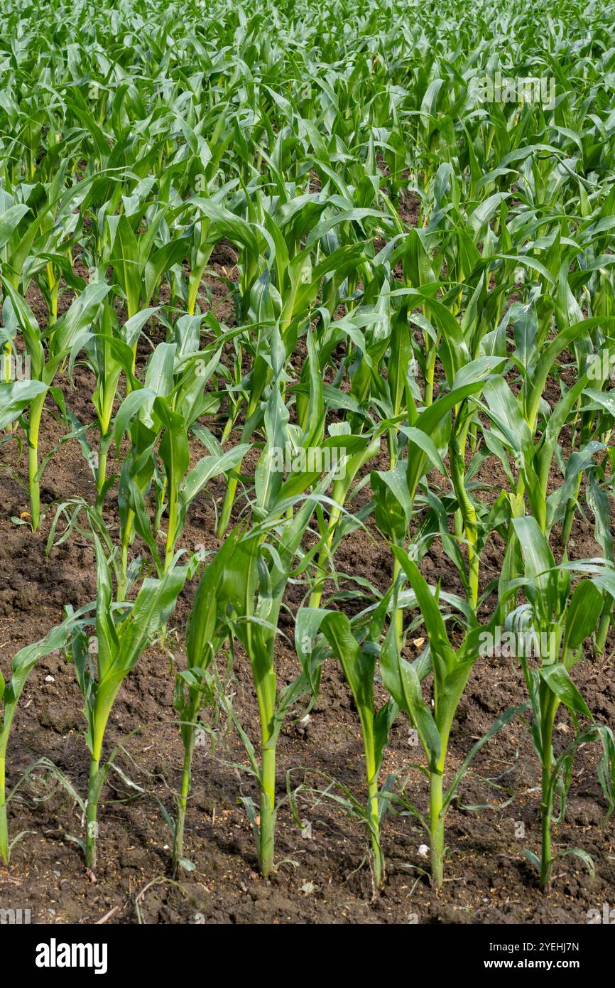 Indian corn maize zea mays hi-res stock photography and images - Alamy