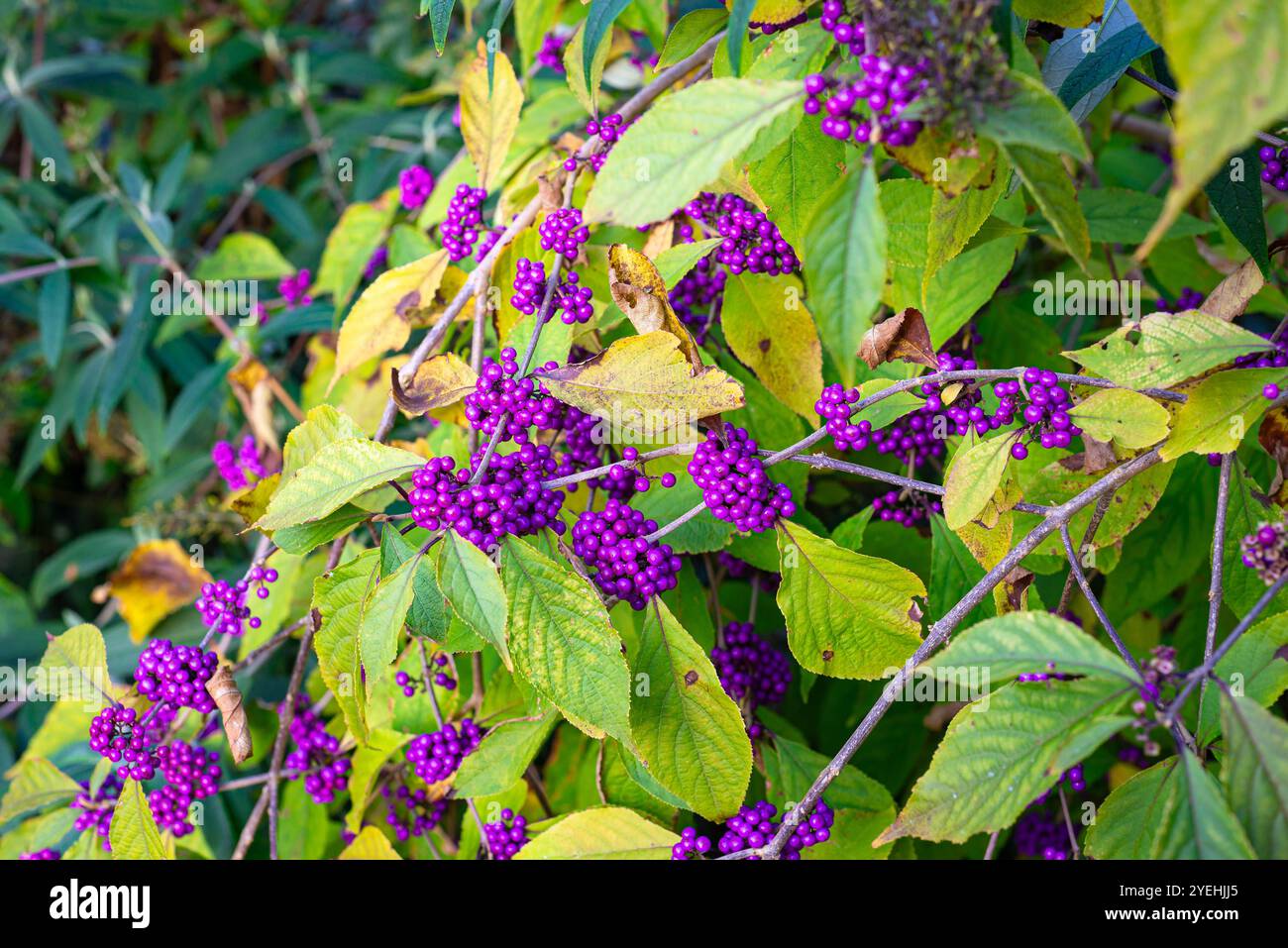 Purple berries of the Callicarpa americana, commonly called the ...