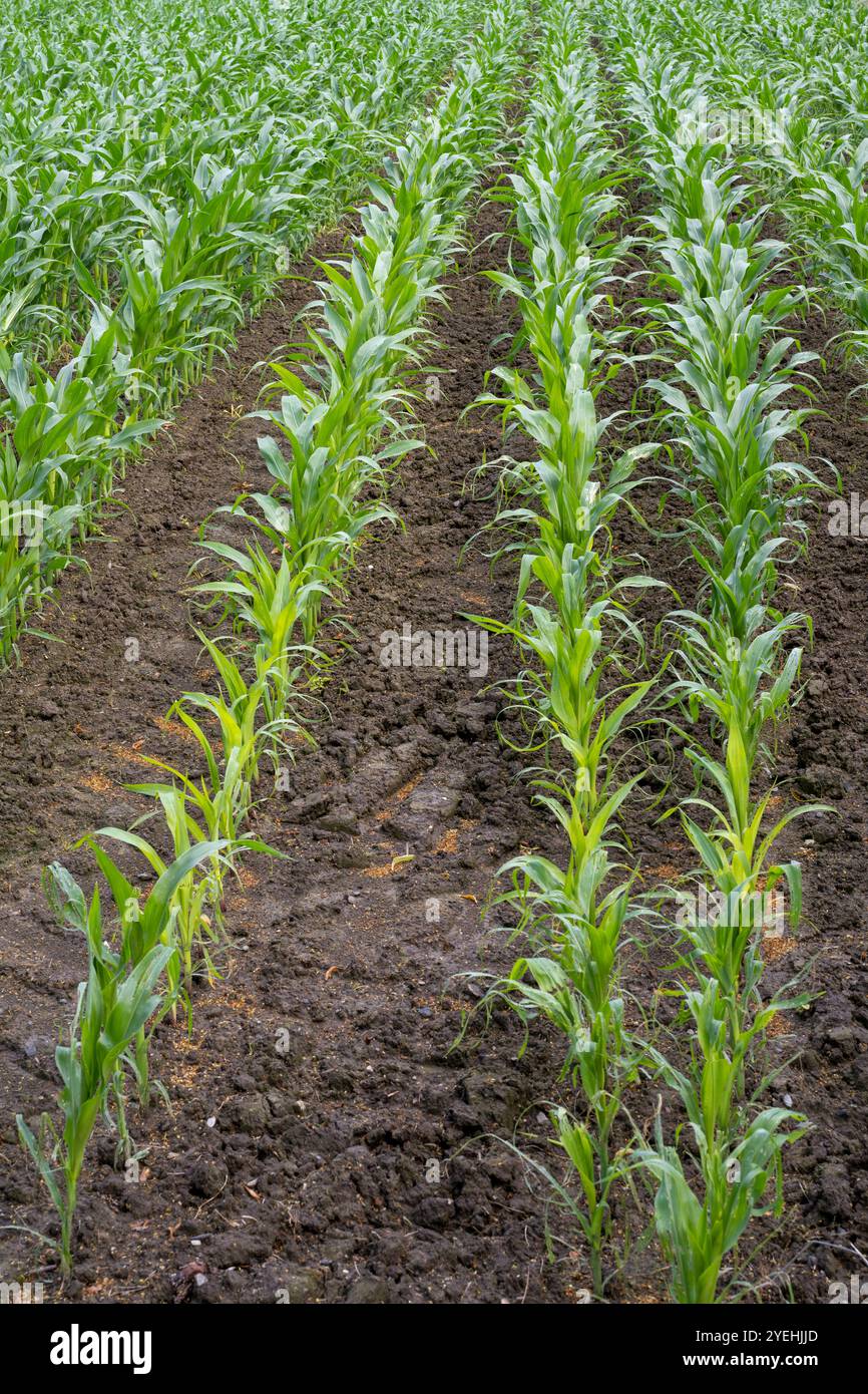 Zea mays maize field hi-res stock photography and images - Alamy