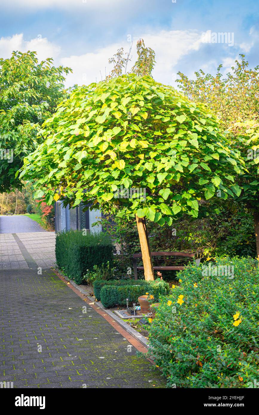 Beautiful small linden or basswood tree (latin name: Tilia) on trunk Stock Photo