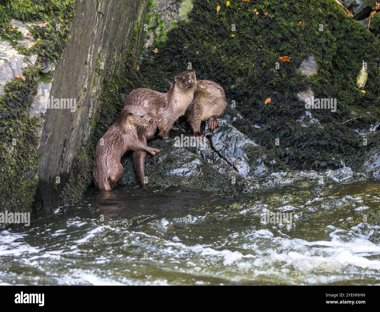 Otters On The River Teifi Wales Stock Photo Alamy otters-on-the-river-teifi-wales-stock-photo-alamy