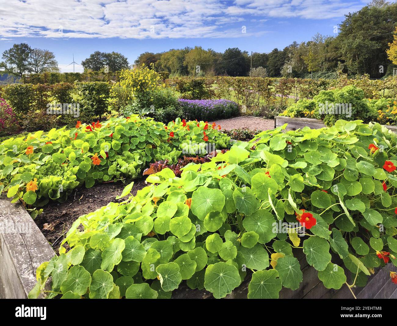 Raised bed with garden in Emscherland, garden sponsorship by Jugend in