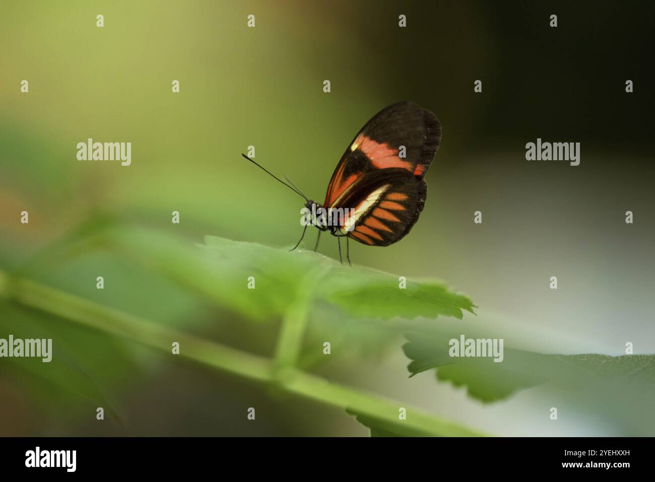 Butterfly (Heliconus Melpomene) on a green leaf Stock Photo
