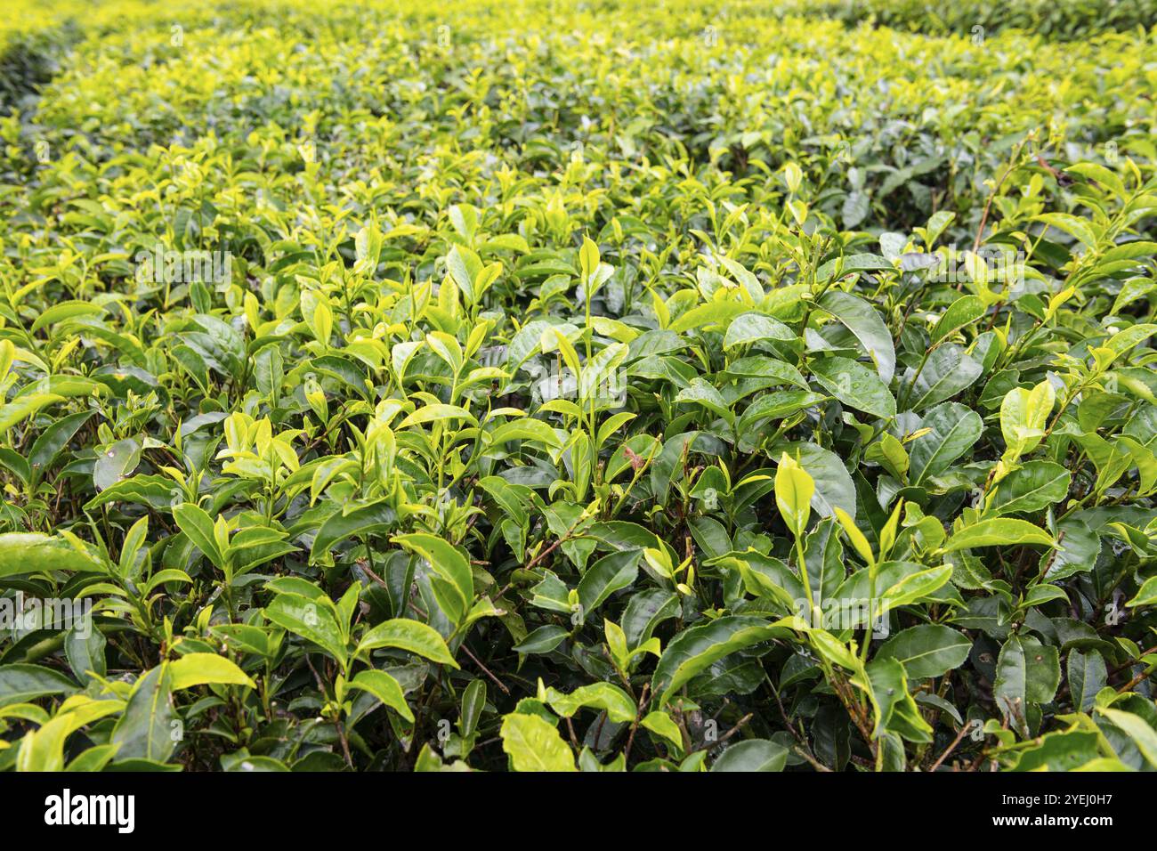 Tea plant (Camellia sinensis), field, Gros Bois, Indian Ocean, island ...