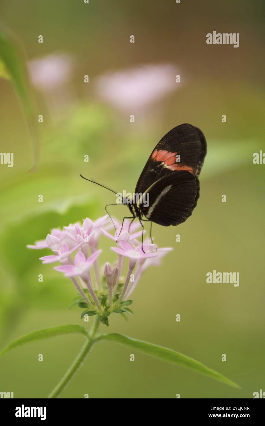 Butterfly (Heliconus Melpomene) on pink flower Stock Photo