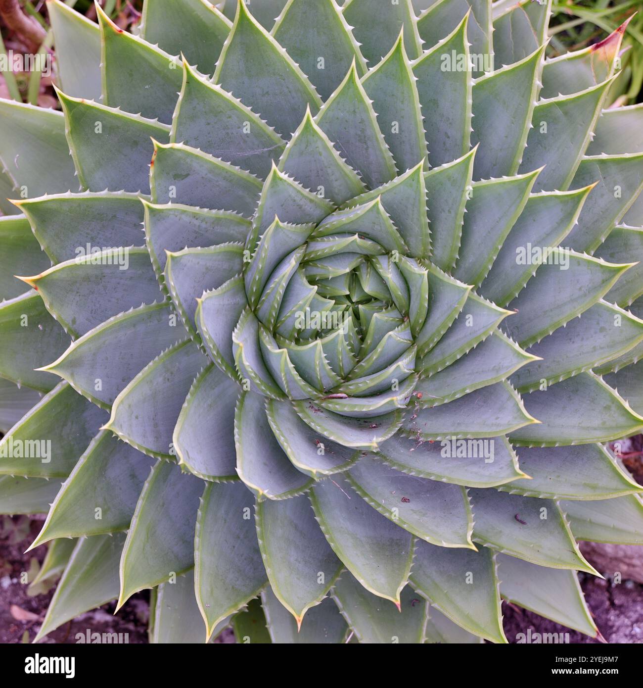 flowers seeds for garden Seed Collection, Cut-Flower Garden main image 1