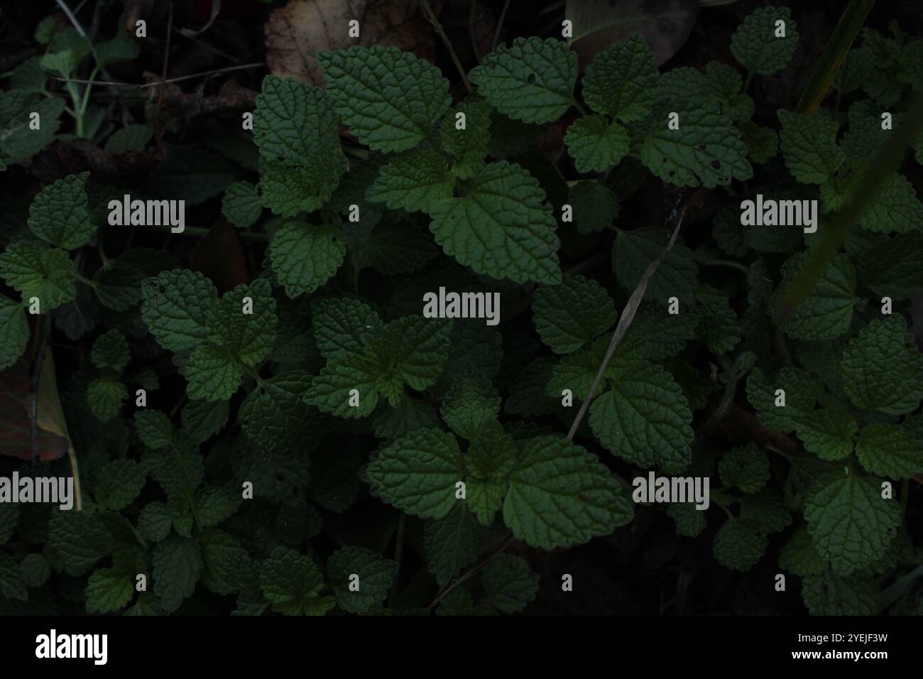 Dense cover hi-res stock photography and images - Alamy