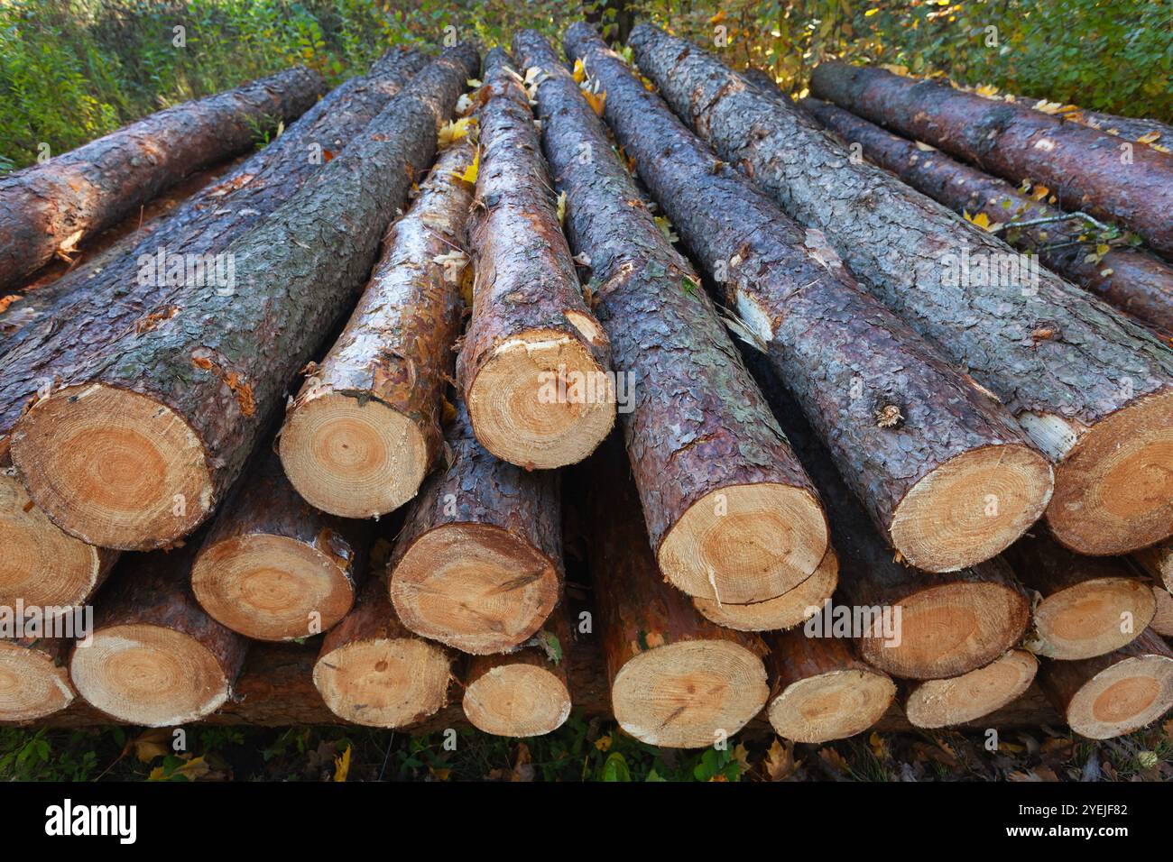 Close-ups of a pile of long tree logs in the forest, October day Stock Photo