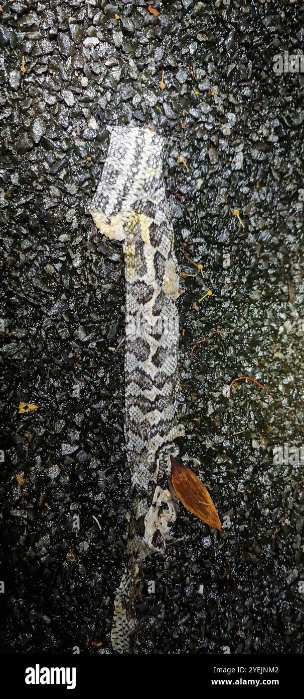 Jungle Carpet Python (Morelia spilota cheynei Stock Photo - Alamy