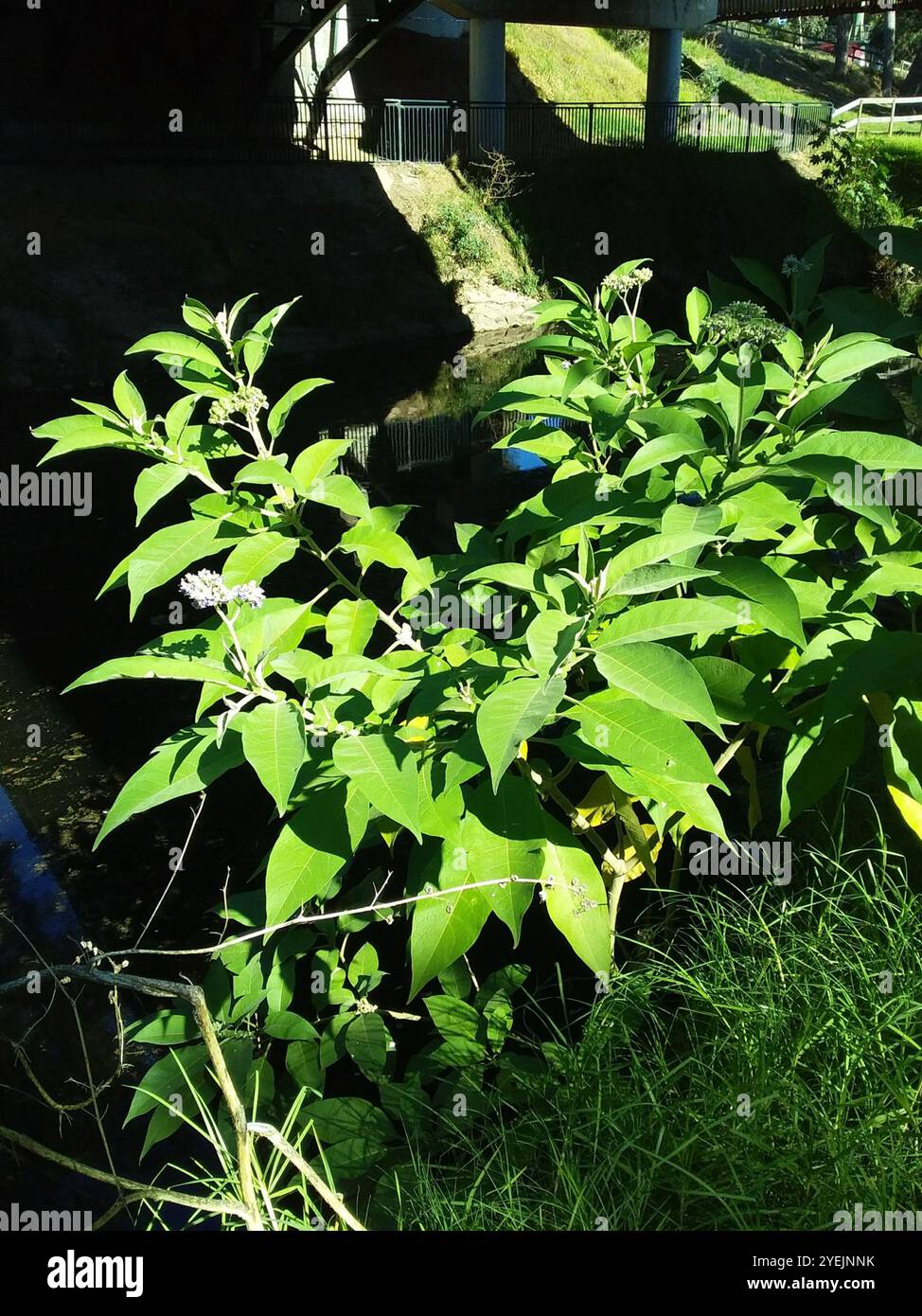 Bugweed hi-res stock photography and images - Alamy