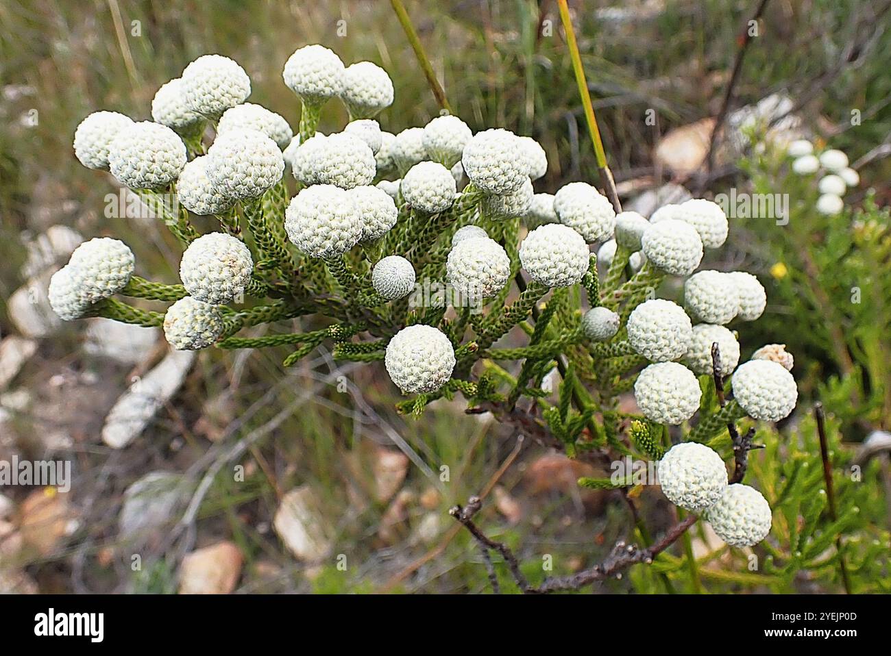 Cone Stompie (Brunia noduliflora) Stock Photo