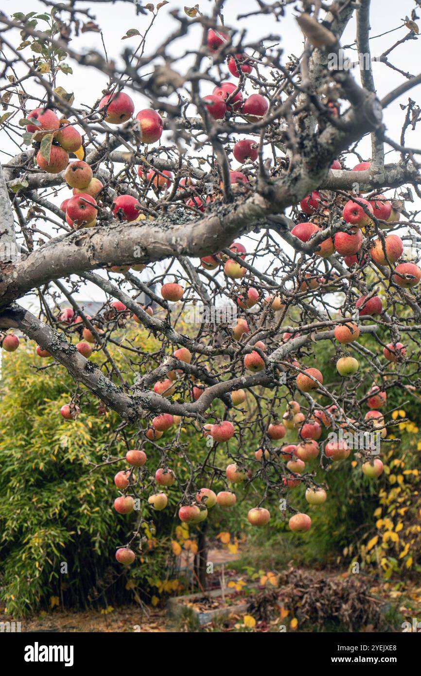 Late season crop hi-res stock photography and images - Alamy