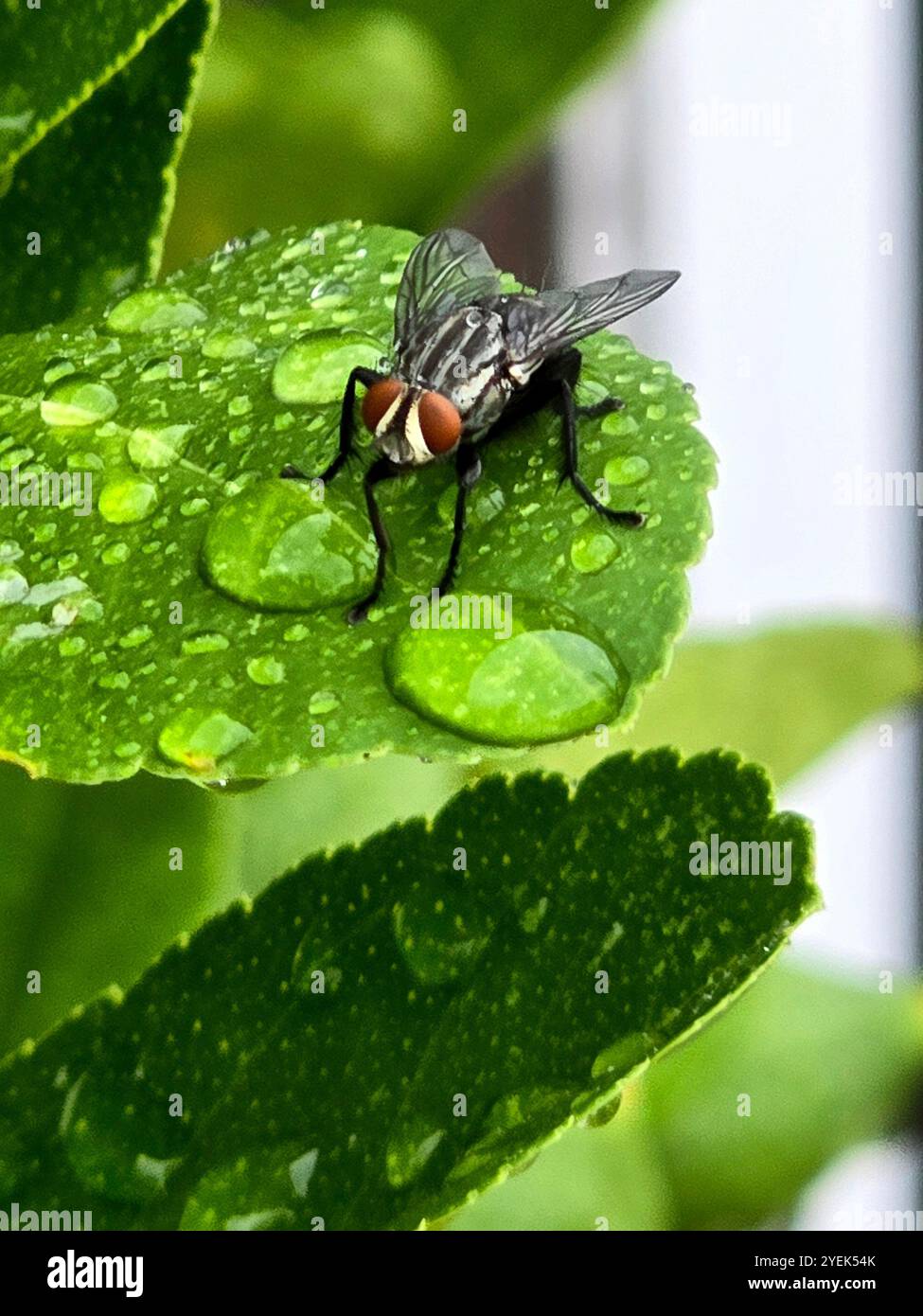 A closeup of a Housefly. - Smartphone Captured Stock Image