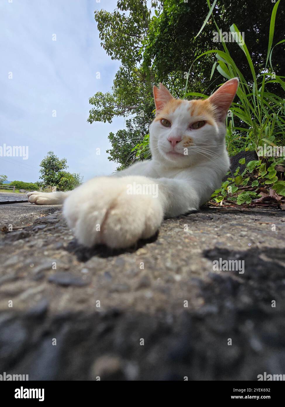 A cute cat at the footbath park in Sakurajima Geo-park, Kagoshima, Japan. - Smartphone Captured Stock Image