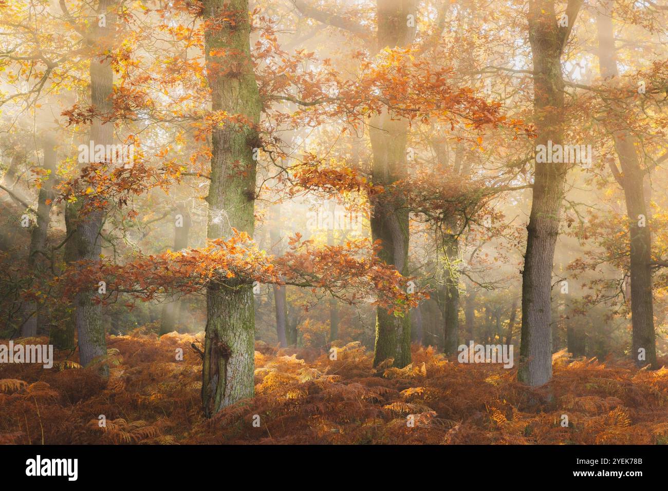 Sunlit rays hi-res stock photography and images - Alamy