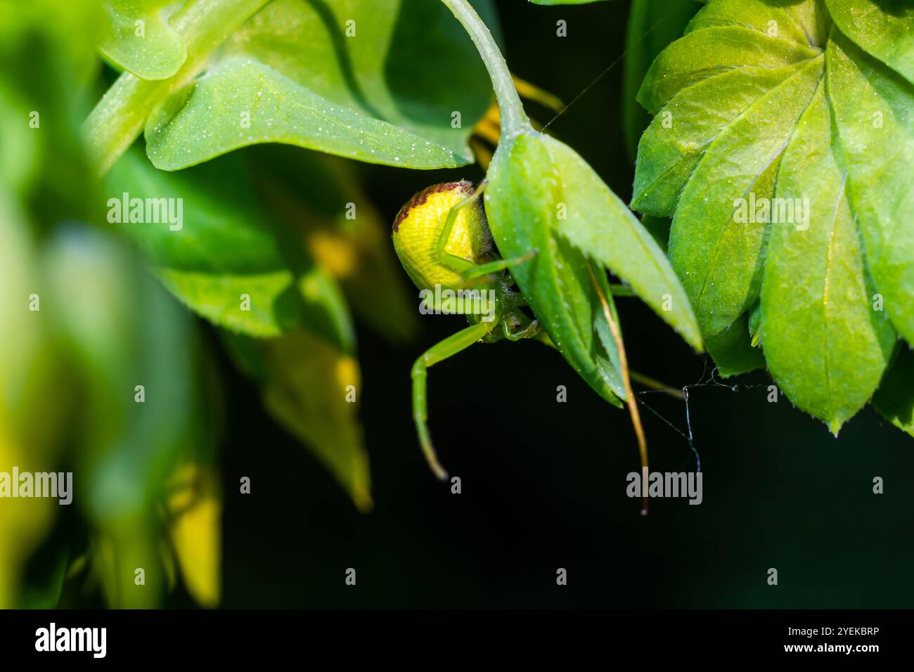 The Green Crab Spider, Diaea dorsata, hunts for prey on a white wood anemone flower. Stock Photo