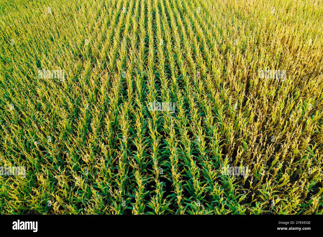 Top view corn field harvesting hi-res stock photography and images - Alamy