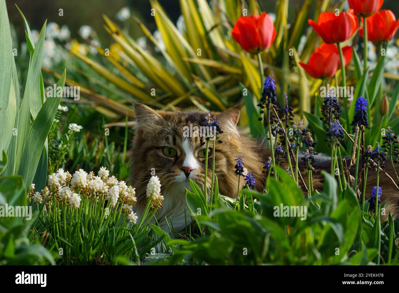 Siberian Cat In The Tulip Garden Stock Photo Alamy