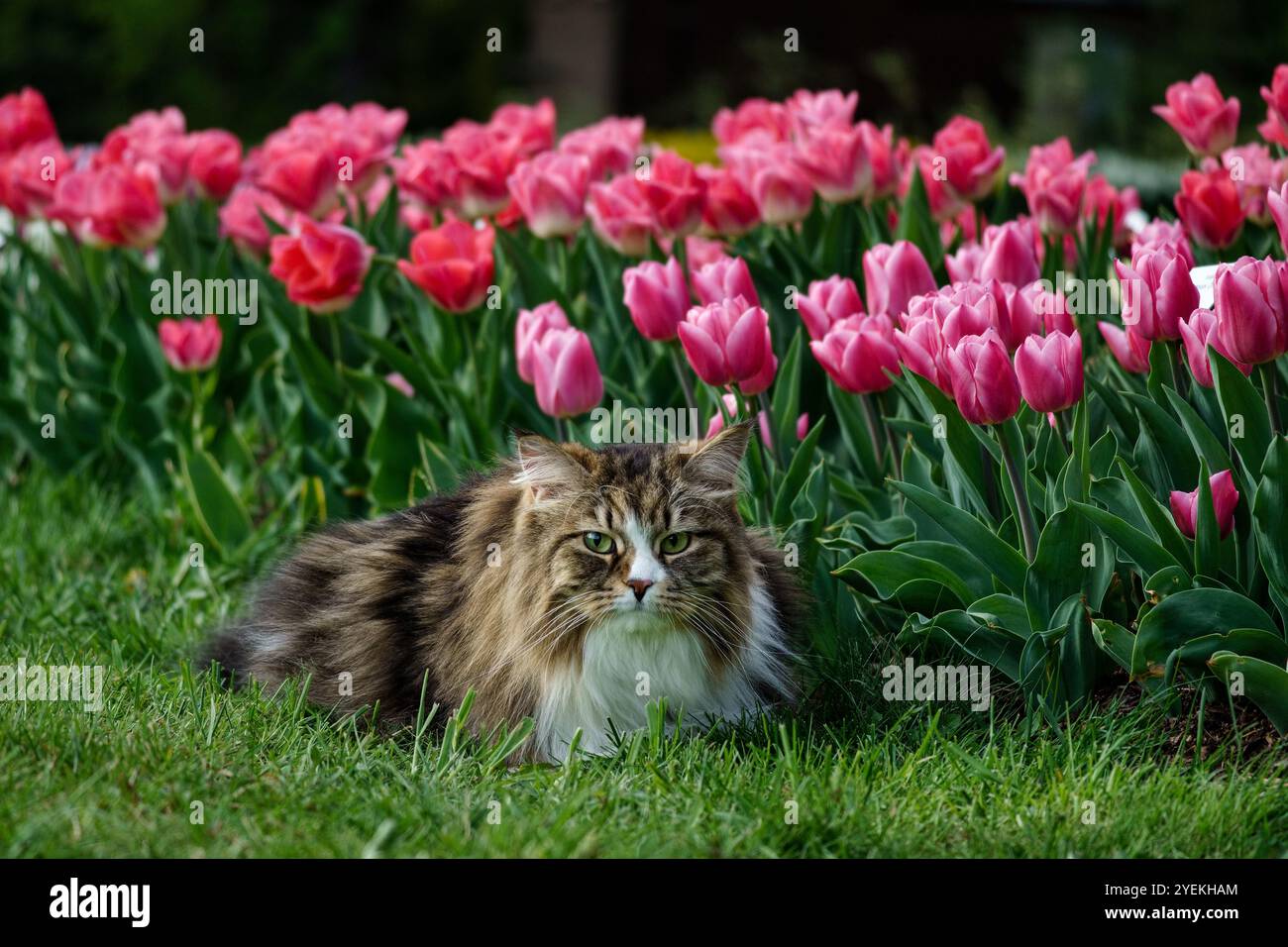 Siberian Cat In The Tulip Garden Stock Photo Alamy