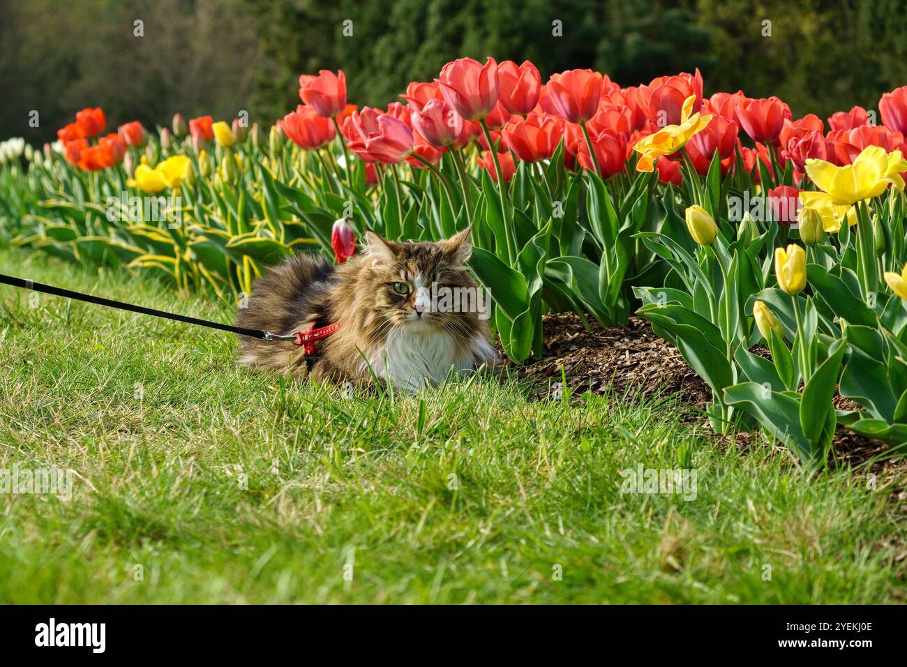 Siberian Cat In The Tulip Garden Stock Photo Alamy