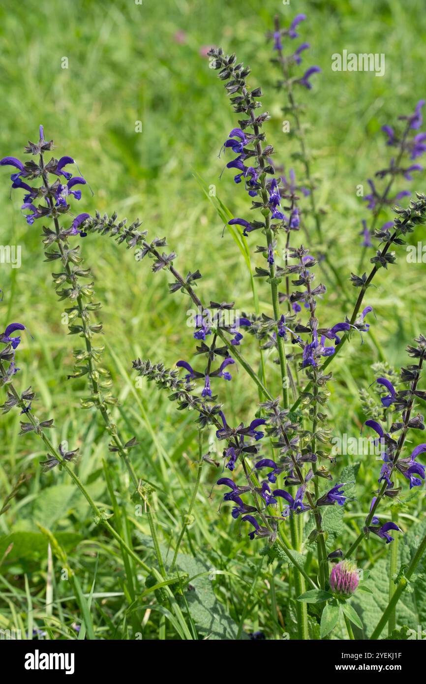 Bloom atop slender hi-res stock photography and images - Alamy