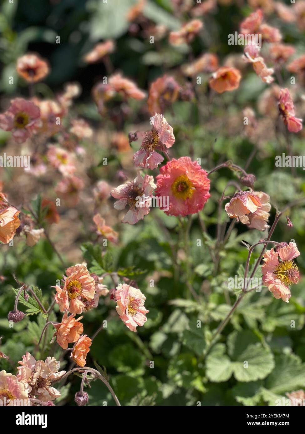 Orange Poppy Flowers - Smartphone Captured Stock Image