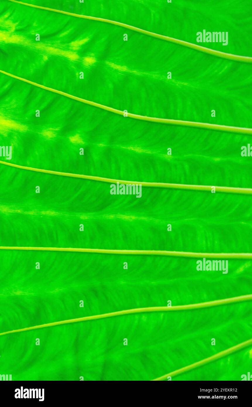 Tropical green leaf texture hi-res stock photography and images - Alamy