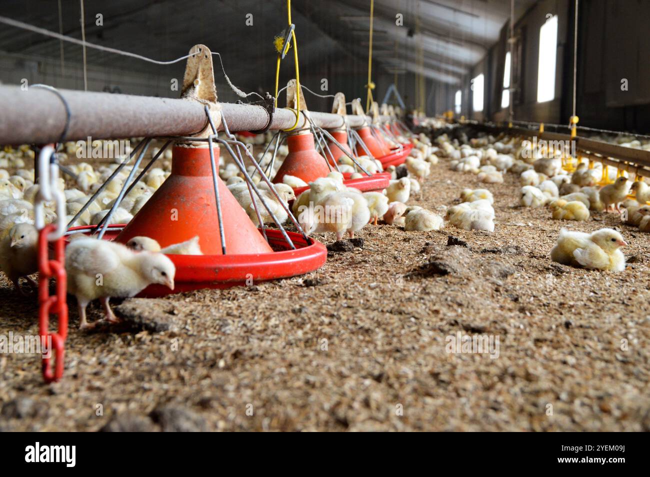 Poultry Farming In A Indoor Broiler With Baby Chicks This Type Of 