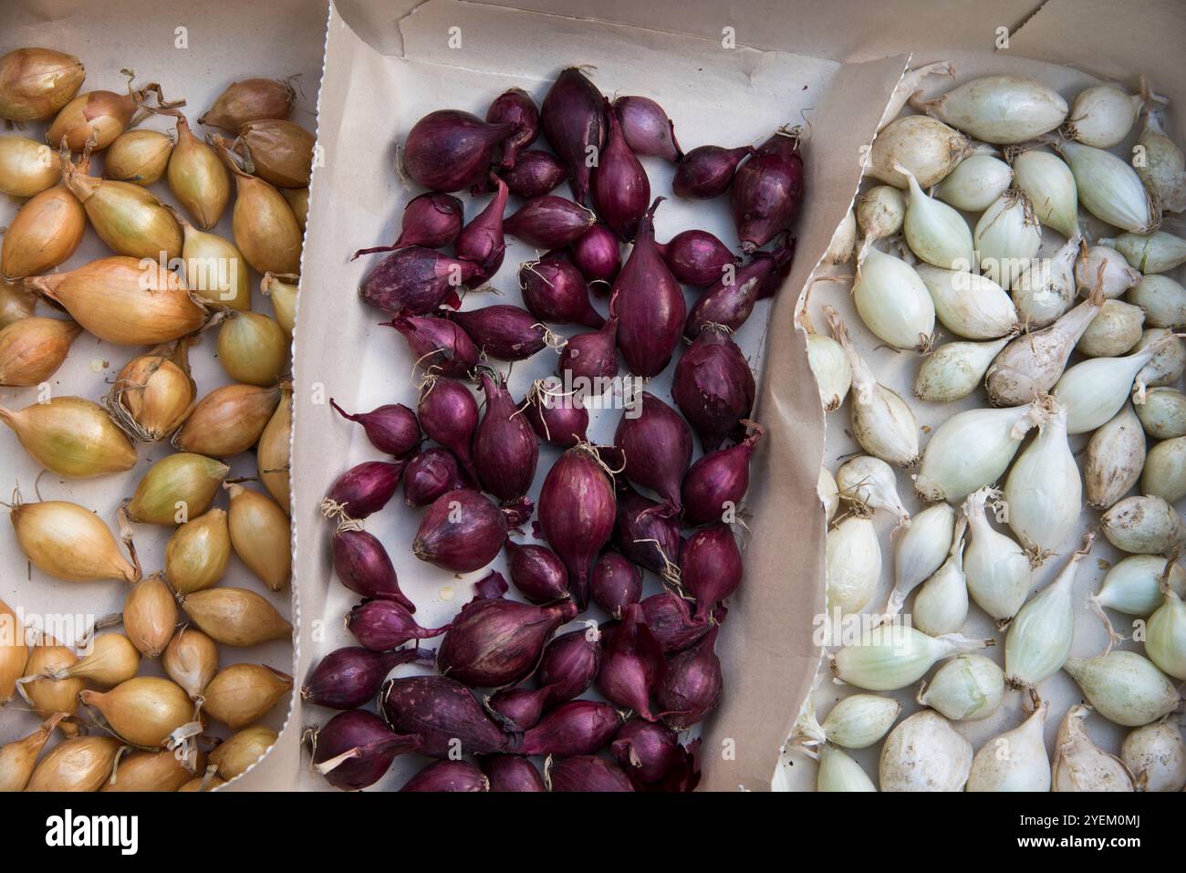 Red electric onion sets hi-res stock photography and images - Alamy